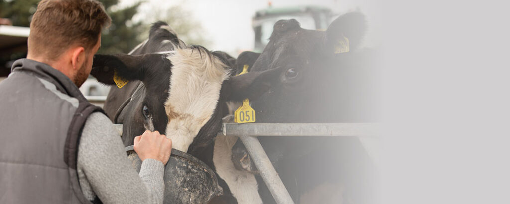 Ganadero dándole de comer a sus vacas