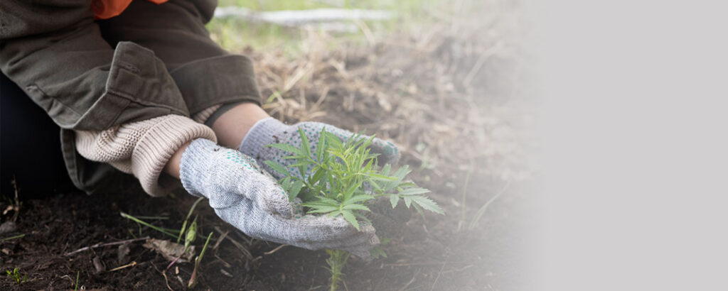 Persona plantando una planta en el suelo